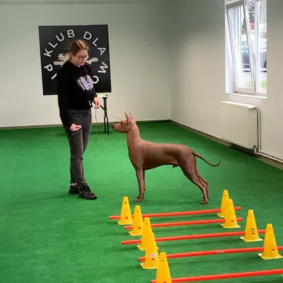 KLUB DLA PIESKÓW - centrum szkoleniowe dla psów